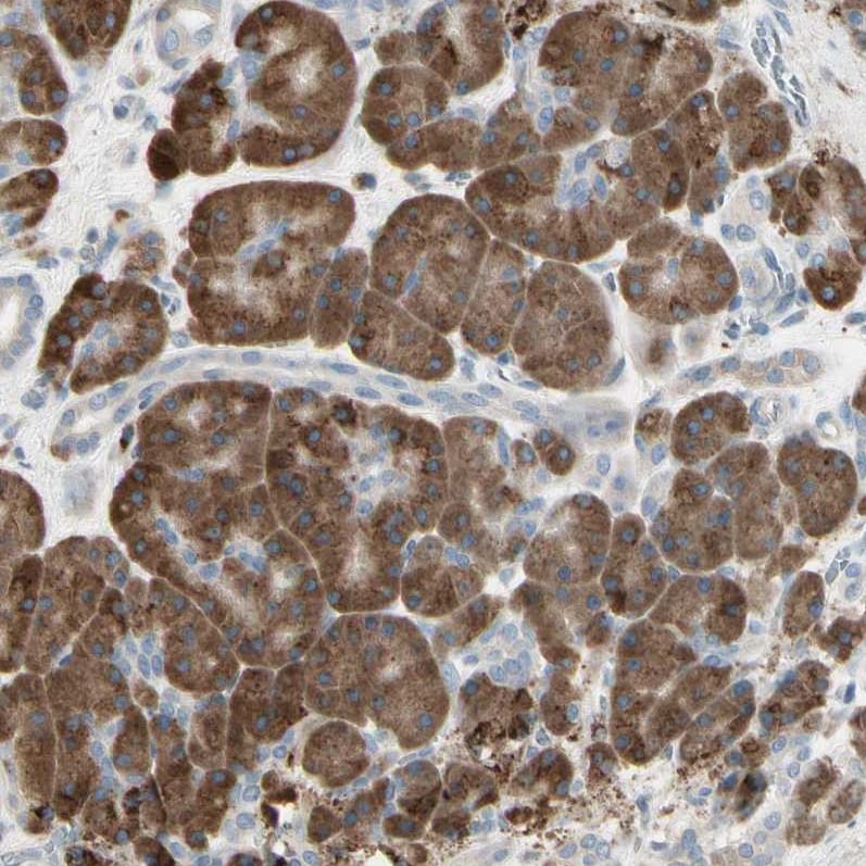 Nesfatin-1/Nucleobindin-2 Antibody - BSA Free Immunohistochemistry-Paraffin: Nesfatin-1/Nucleobindin-2 Antibody [NBP1-87383]