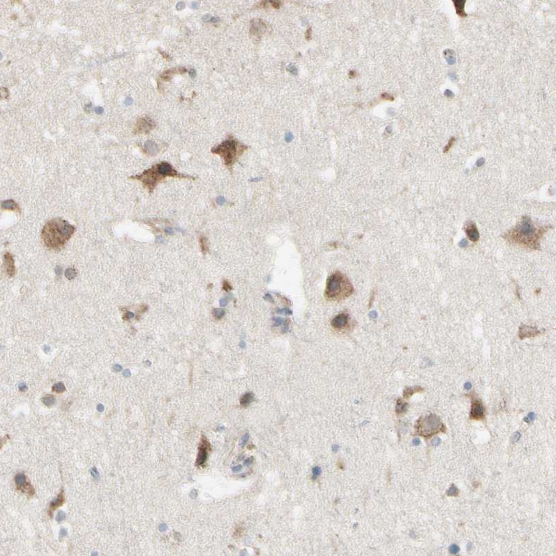 Nesfatin-1/Nucleobindin-2 Antibody - BSA Free Immunohistochemistry-Paraffin: Nesfatin-1/Nucleobindin-2 Antibody [NBP1-87383]