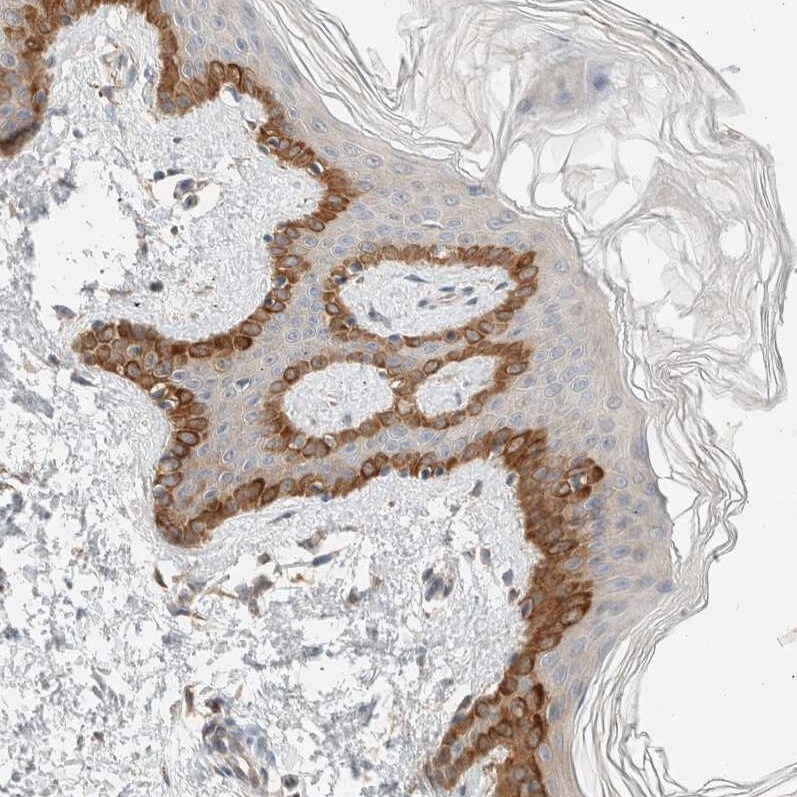 Delta 1 Tubulin Antibody - BSA Free Immunohistochemistry-Paraffin: Delta 1 Tubulin Antibody [NBP1-87391]