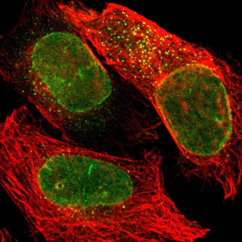 SUN1 Antibody - BSA Free Immunocytochemistry/ Immunofluorescence: SUN1 Antibody [NBP1-87395]