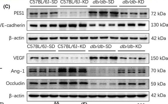 Occludin Antibody - BSA Free