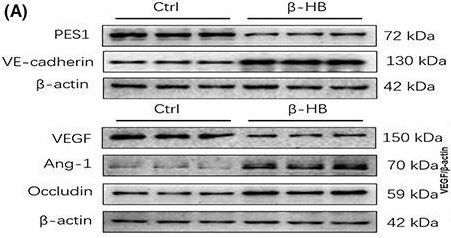 Occludin Antibody - BSA Free