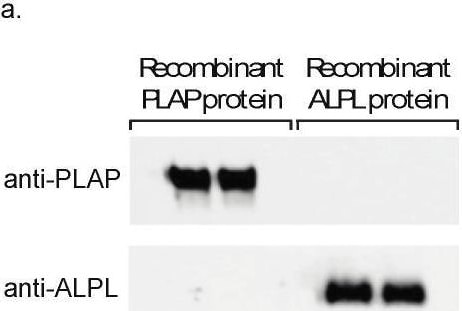 Alkaline Phosphatase, Tissue Non-Specific Antibody (2F4) - BSA Free