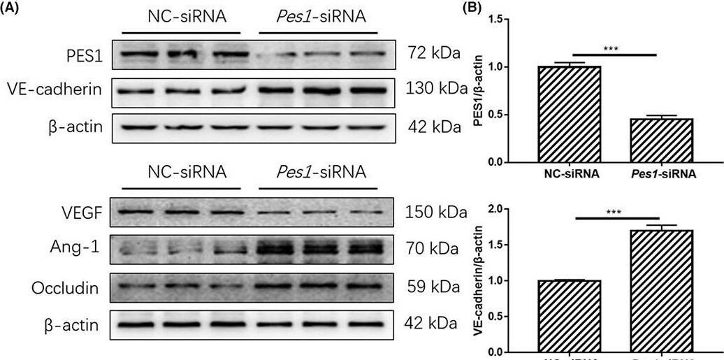 Occludin Antibody - BSA Free