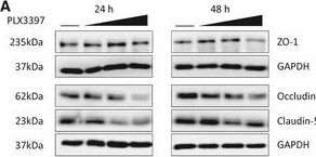 Occludin Antibody - BSA Free