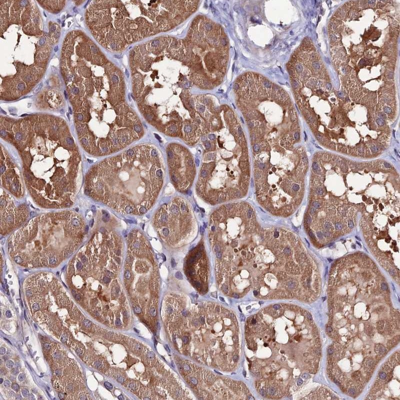 Frizzled-8 Antibody - BSA Free Immunohistochemistry-Paraffin: Frizzled-8 Antibody - BSA Free [NBP1-87410]