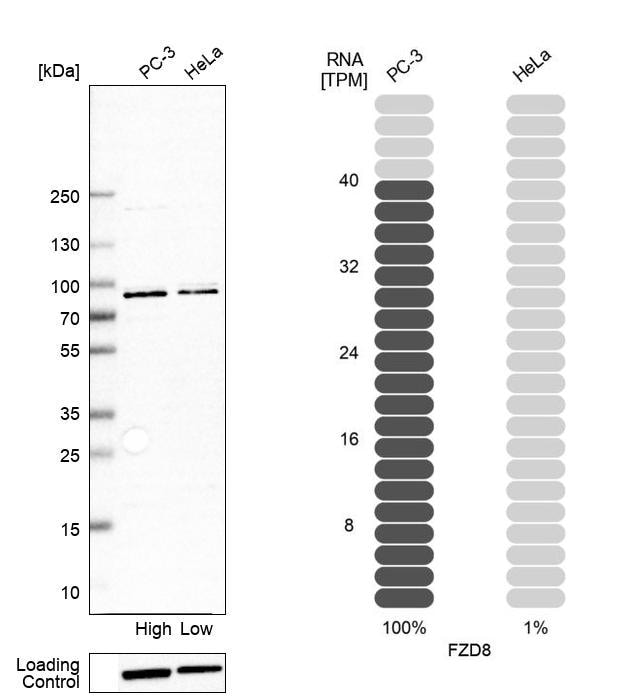 Frizzled-8 Antibody - BSA Free Western Blot: Frizzled-8 Antibody - BSA Free [NBP1-87410]