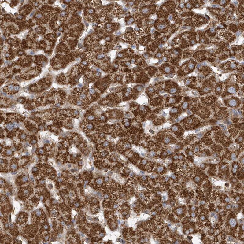 Methylmalonyl Coenzyme A mutase Antibody - BSA Free Immunohistochemistry-Paraffin: Methylmalonyl Coenzyme A mutase Antibody [NBP1-87423]