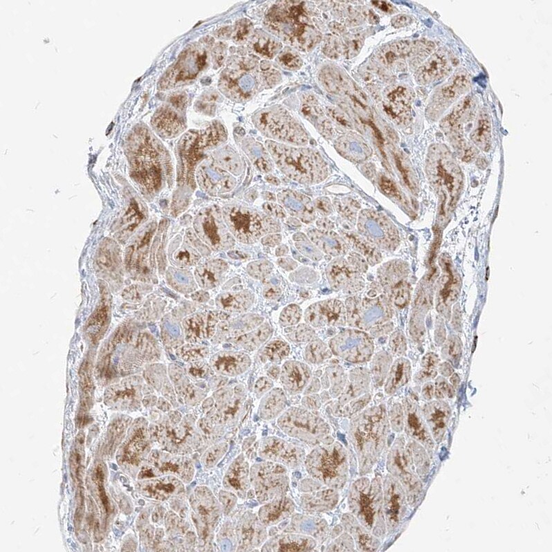 Metaxin-2 Antibody - BSA Free Immunohistochemistry-Paraffin: Metaxin-2 Antibody [NBP1-87436]