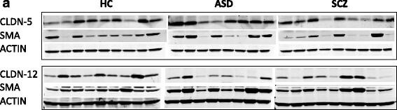 Claudin-12 Antibody