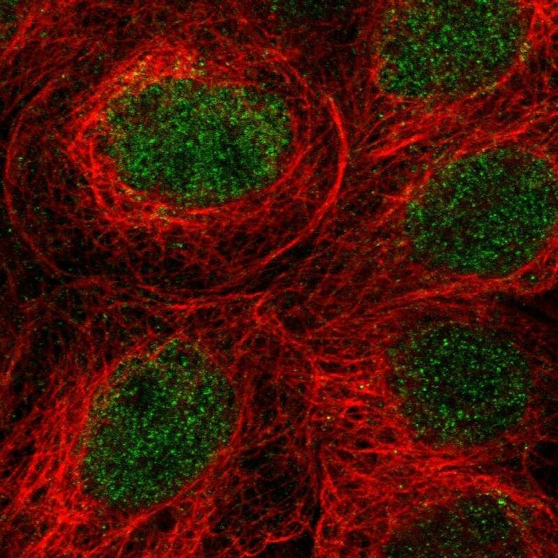 Guanine deaminase Antibody - BSA Free Immunocytochemistry/ Immunofluorescence: Guanine deaminase Antibody [NBP1-87454]