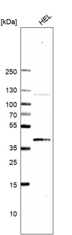 GMPR1 Antibody - BSA Free