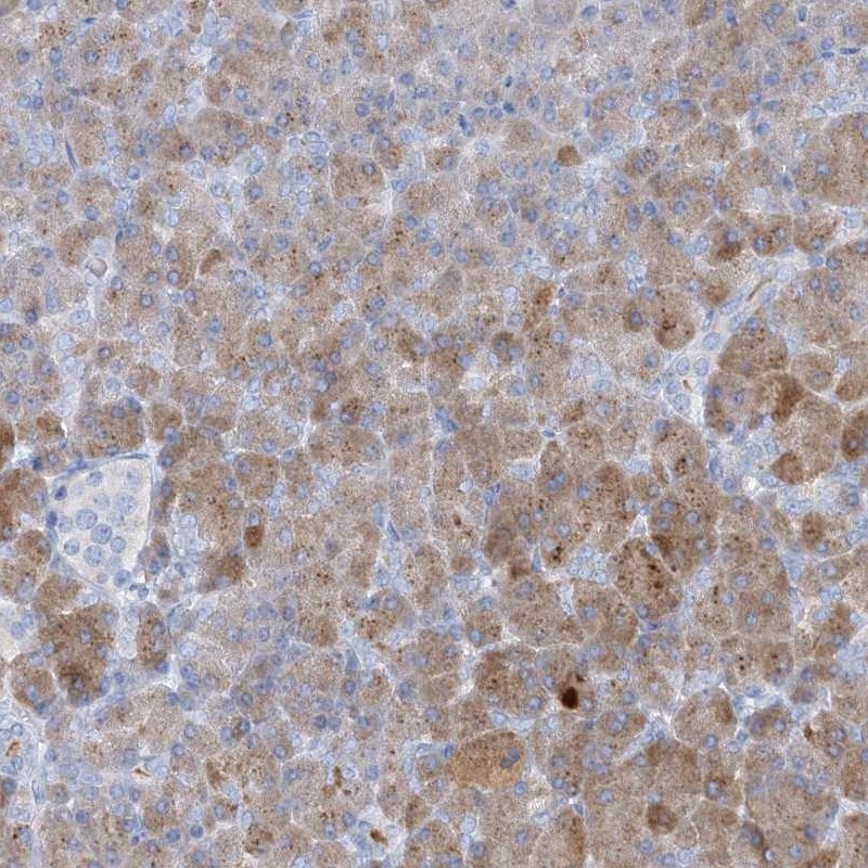 Chymotrypsin-like protease Antibody - BSA Free Immunohistochemistry-Paraffin: Chymotrypsin-like protease Antibody [NBP1-87520]