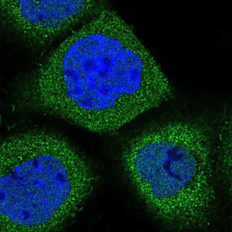 Synaptogyrin 1 Antibody - BSA Free Immunocytochemistry/ Immunofluorescence: Synaptogyrin 1 Antibody [NBP1-87532]