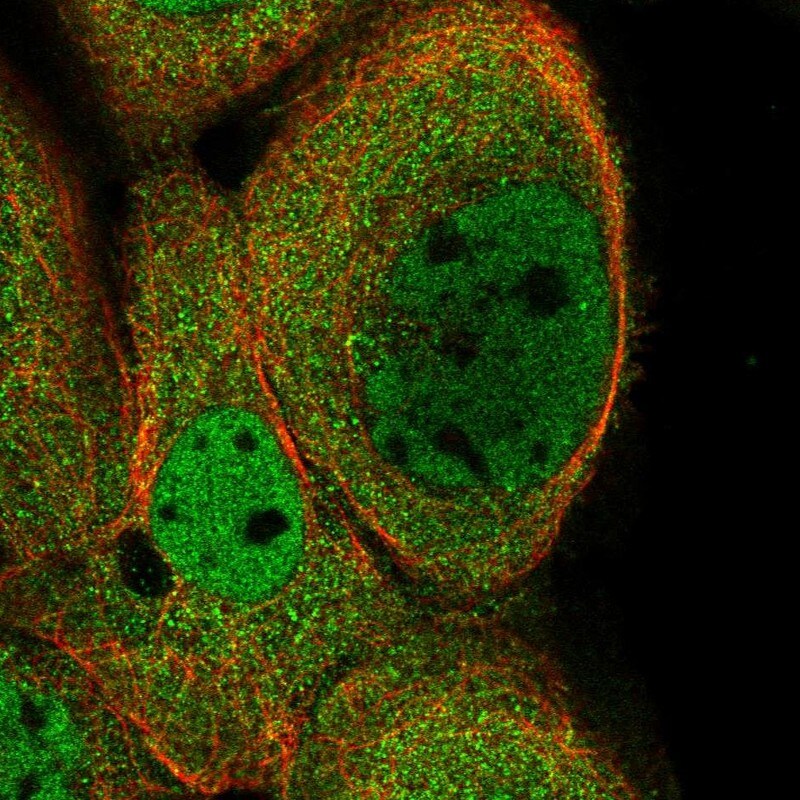 Kinesin C2 Antibody - BSA Free Immunocytochemistry/ Immunofluorescence: Kinesin C2 Antibody [NBP1-87535]