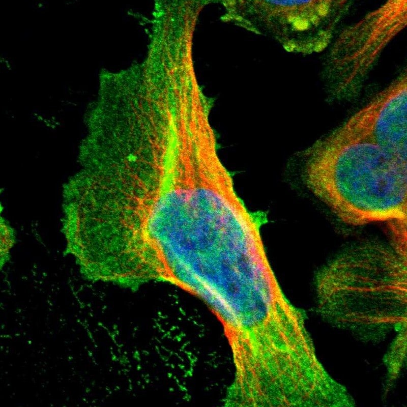 Cyclin T2 Antibody - BSA Free Immunocytochemistry/ Immunofluorescence: Cyclin T2 Antibody [NBP1-87592]