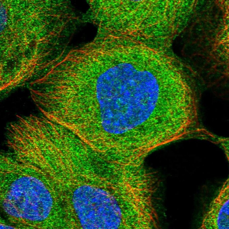 Caspase-4 Antibody - BSA Free Immunocytochemistry/ Immunofluorescence: Caspase-4 Antibody [NBP1-87681]