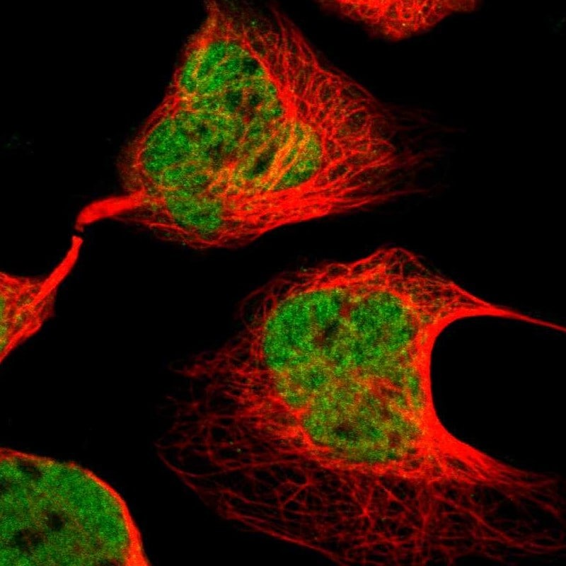 KAT3B/p300 Antibody - BSA Free Immunocytochemistry/ Immunofluorescence: KAT3B/p300 Antibody - BSA Free [NBP1-87693]