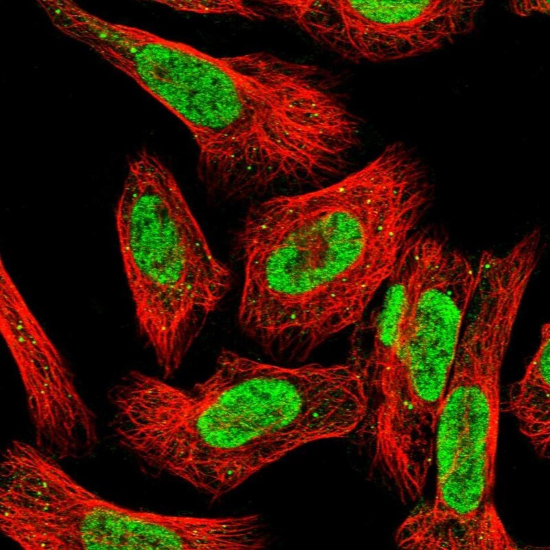 ILF1 Antibody - BSA Free Immunocytochemistry/ Immunofluorescence: ILF1 Antibody [NBP1-87700]