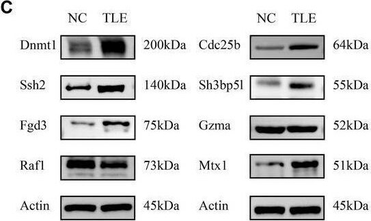 Metaxin 1 Antibody - BSA Free