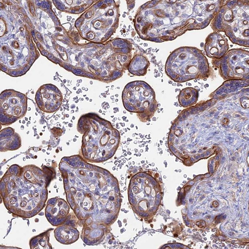 Myosin VB Antibody - BSA Free Immunohistochemistry-Paraffin: Myosin VB Antibody [NBP1-87746]