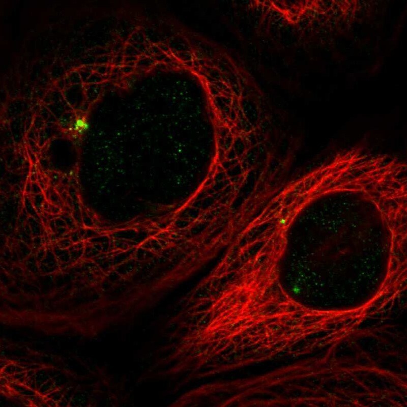 Pericentrin Antibody - BSA Free Immunocytochemistry/ Immunofluorescence: Pericentrin Antibody [NBP1-87772]
