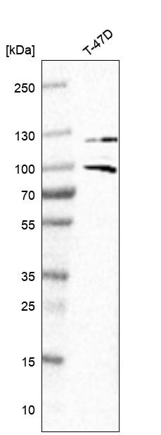 Progesterone R/NR3C3 Antibody - BSA Free Western Blot: Progesterone R/NR3C3 Antibody - BSA Free [NBP1-87774]