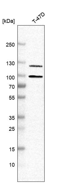 Progesterone R/NR3C3 Antibody - BSA Free Western Blot: Progesterone R/NR3C3 Antibody - BSA Free [NBP1-87776]