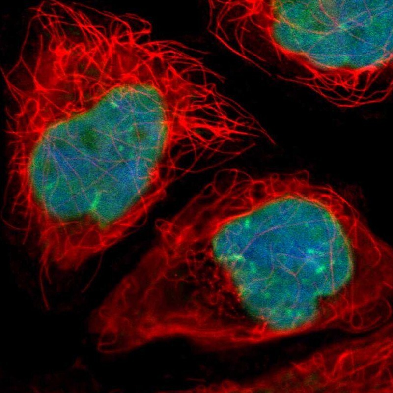 Thymopoietin/LAP2 Antibody - BSA Free Immunocytochemistry/ Immunofluorescence: Thymopoietin/LAP2 Antibody [NBP1-87822]