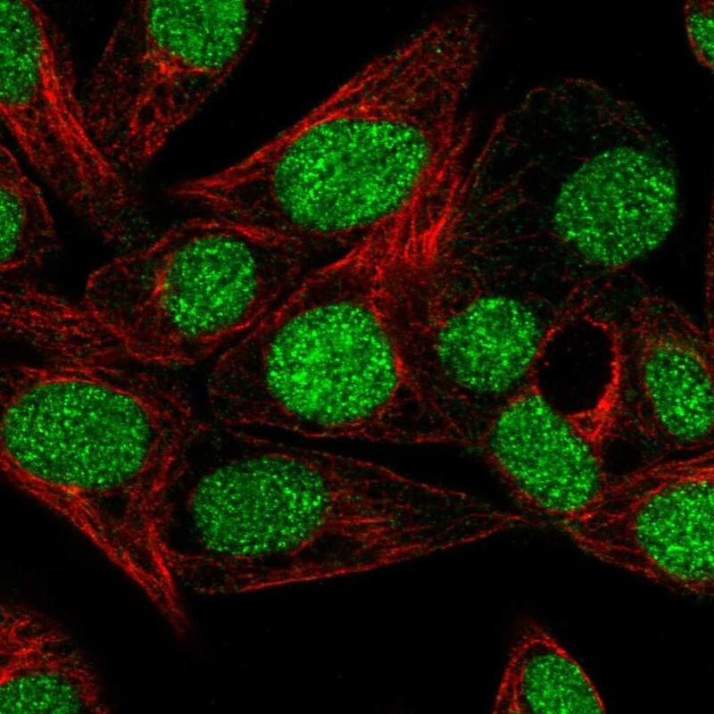 MSS4 Antibody - BSA Free Immunocytochemistry/ Immunofluorescence: MSS4 Antibody [NBP1-87832]