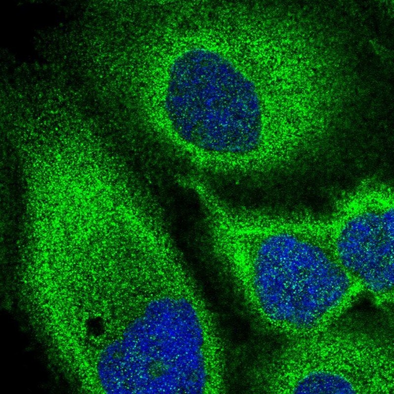 MST3 Antibody - BSA Free Immunocytochemistry/ Immunofluorescence: MST3 Antibody [NBP1-87833]