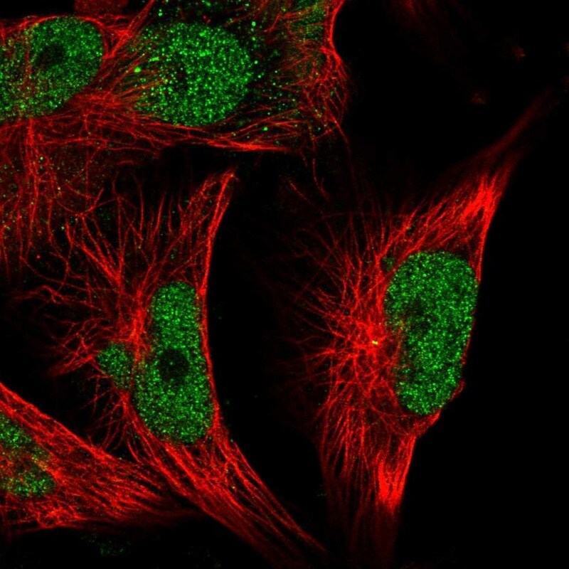 MSK2 Antibody - BSA Free Immunocytochemistry/ Immunofluorescence: MSK2 Antibody - BSA Free [NBP1-87844]