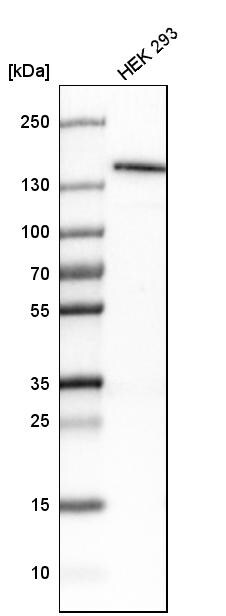Lysine (K)-specific Demethylase 4A/KDM4A/JMJD2A Antibody - BSA Free Western Blot: Lysine (K)-specific Demethylase 4A/KDM4A/JMJD2A Antibody - BSA Free [NBP1-87855]