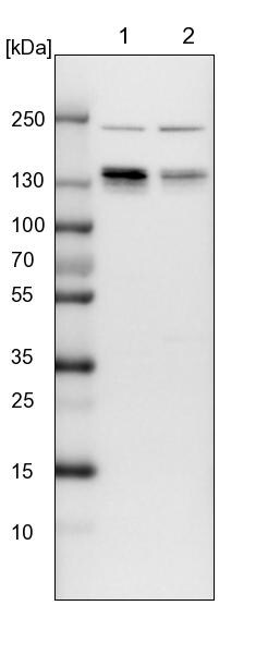 PUM1 Antibody - BSA Free Western Blot: PUM1 Antibody - BSA Free [NBP1-87856]