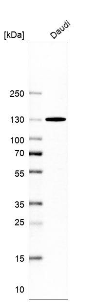 Matrin 3 Antibody - BSA Free Western Blot: Matrin 3 Antibody - BSA Free [NBP1-87860]
