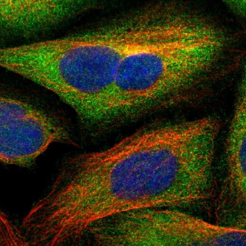 Secernin-1 Antibody - BSA Free Immunocytochemistry/ Immunofluorescence: Secernin-1 Antibody [NBP1-87861]