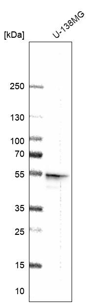 Secernin-1 Antibody - BSA Free Western Blot: Secernin-1 Antibody - BSA Free [NBP1-87861]