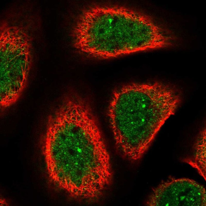 SFRS14 Antibody - BSA Free Immunocytochemistry/ Immunofluorescence: SFRS14 Antibody - BSA Free [NBP1-87868]