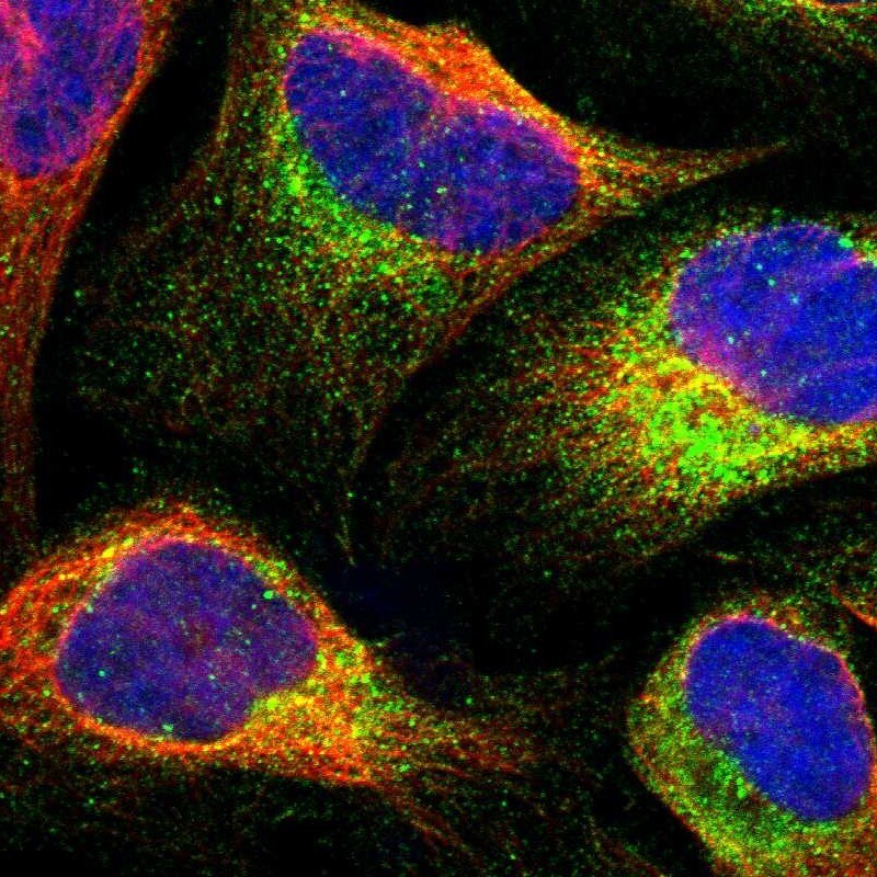 NDP52 Antibody - BSA Free Immunocytochemistry/ Immunofluorescence: NDP52 Antibody [NBP1-87874]