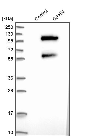 Gephyrin/GPHN Antibody - BSA Free Western Blot: Gephyrin/GPHN Antibody - BSA Free [NBP1-87876]