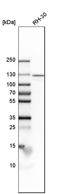 Importin-7 Antibody - BSA Free Western Blot: Importin-7 Antibody - BSA Free [NBP1-87880]