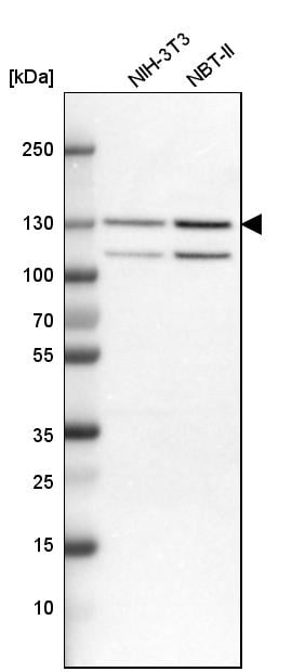 Importin-7 Antibody - BSA Free Western Blot: Importin-7 Antibody - BSA Free [NBP1-87880]