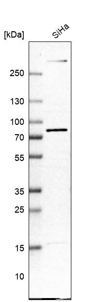 MIG2/Kindlin-2 Antibody - BSA Free Western Blot: MIG2/Kindlin-2 Antibody - BSA Free [NBP1-87884]
