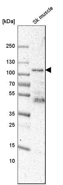 Synaptopodin Antibody - BSA Free Western Blot: Synaptopodin Antibody - BSA Free [NBP1-87887]