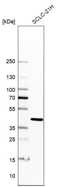 FLJ11506 Antibody - BSA Free Western Blot: FLJ11506 Antibody - BSA Free [NBP1-87905]