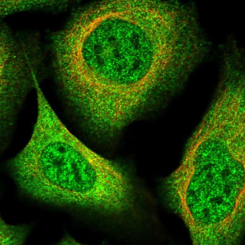 FLJ11506 Antibody - BSA Free Immunocytochemistry/ Immunofluorescence: FLJ11506 Antibody - BSA Free [NBP1-87905]