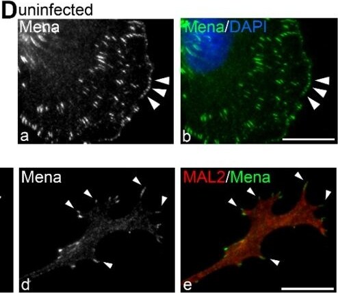 Mena Antibody - BSA Free