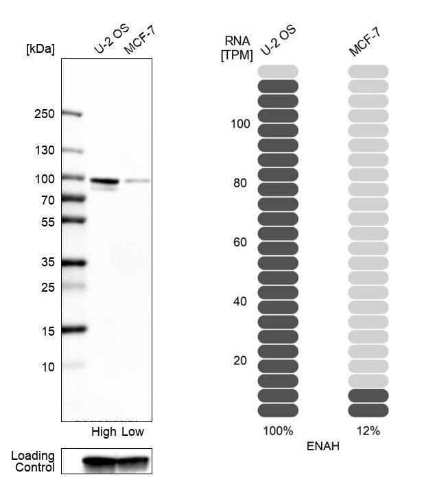 Mena Antibody - BSA Free Western Blot: Mena Antibody - BSA Free [NBP1-87915]