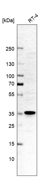 P15RS Antibody - BSA Free Western Blot: P15RS Antibody - BSA Free [NBP1-87917]