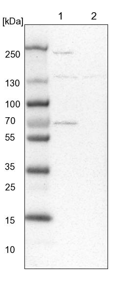 Xylulokinase/XYLB Antibody - BSA Free Western Blot: Xylulokinase/XYLB Antibody - BSA Free [NBP1-87919]